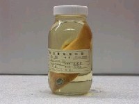 藏品(狐鯛)的圖片